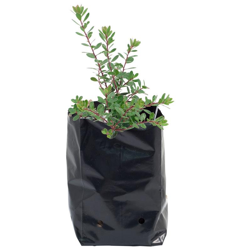 Buy Black Plastic Grow Bags Online Cannabis and Plants